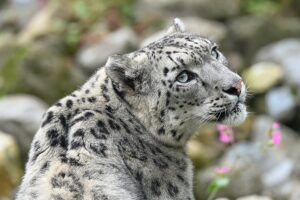 Achter de schermen in de dierentuin