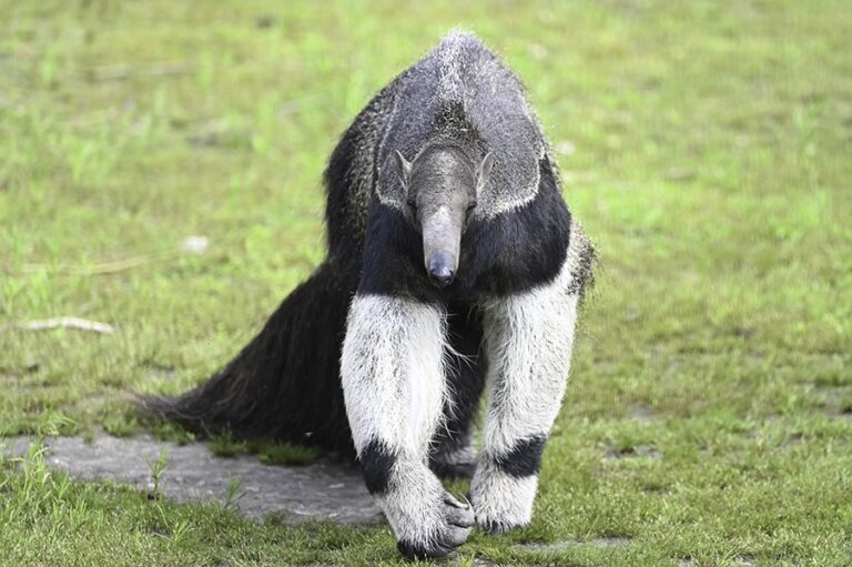 Cadeaubon bezoek aan dierenpark Zie-ZOO