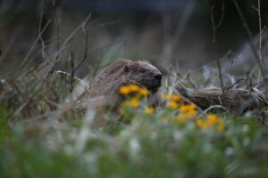 Bever gespot