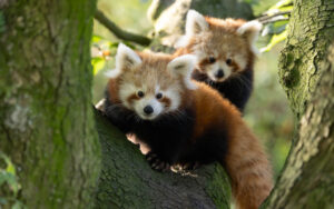 Diergaarde Blijdorp met korting