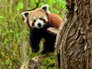 GaiaZoo