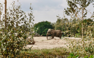Safaripark Beekse Bergen