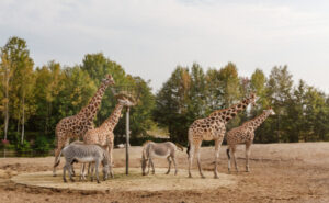 Vakantiepark Dierenbos