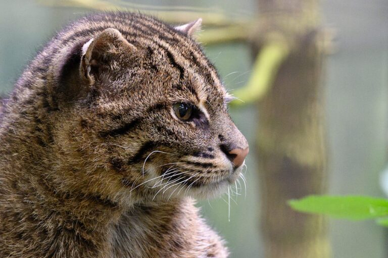 Een dagje weg naar de tropen in Overijssel bij Dierenpark Taman Indonesia